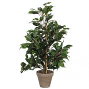 Planta Artificial - Ficus extica - MICA